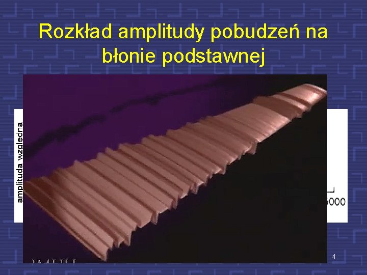 Rozkład amplitudy pobudzeń na błonie podstawnej 4 