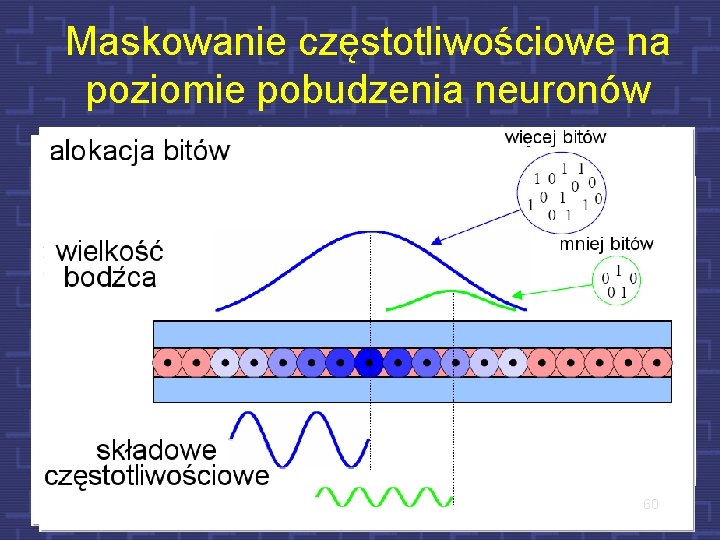 Maskowanie częstotliwościowe na poziomie pobudzenia neuronów 60 