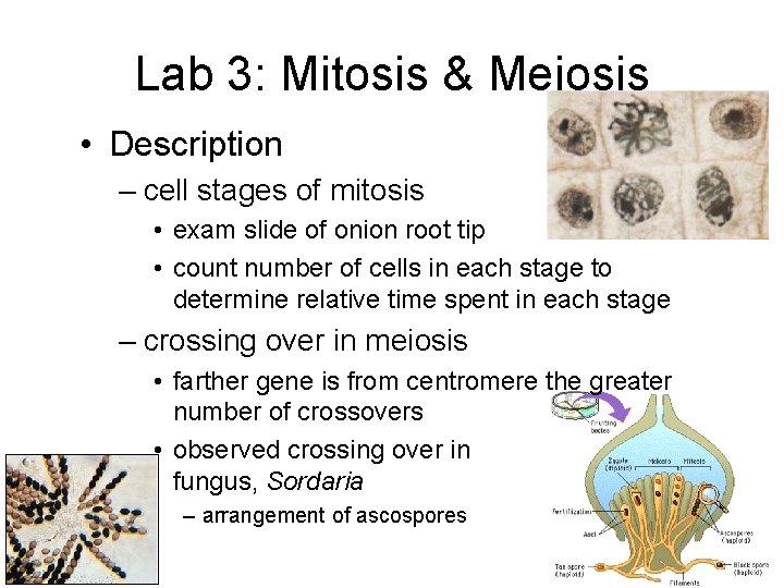 Lab 3: Mitosis & Meiosis • Description – cell stages of mitosis • exam