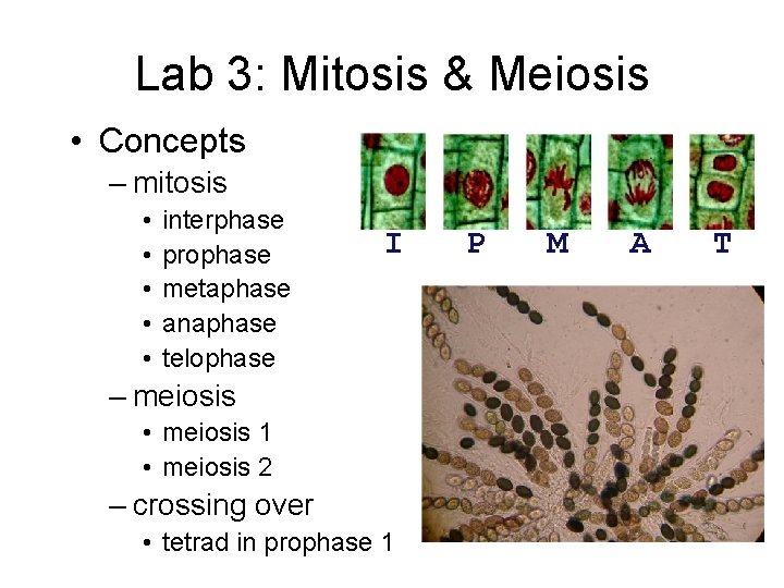 Lab 3: Mitosis & Meiosis • Concepts – mitosis • • • interphase prophase