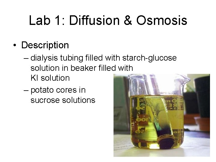 Lab 1: Diffusion & Osmosis • Description – dialysis tubing filled with starch-glucose solution