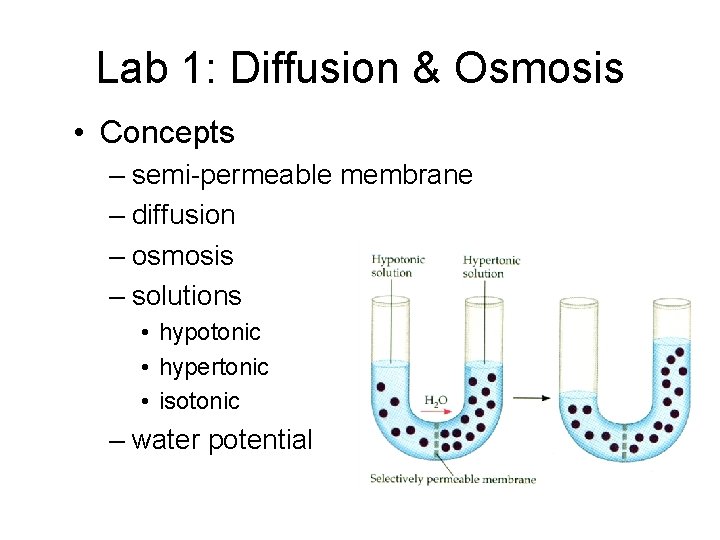 Lab 1: Diffusion & Osmosis • Concepts – semi-permeable membrane – diffusion – osmosis