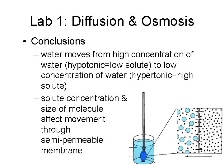 Lab 1: Diffusion & Osmosis • Conclusions – water moves from high concentration of