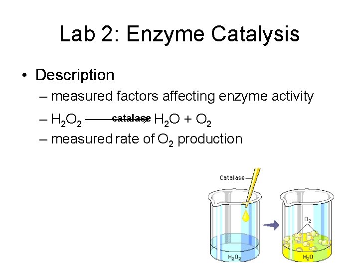 Lab 2: Enzyme Catalysis • Description – measured factors affecting enzyme activity catalase H