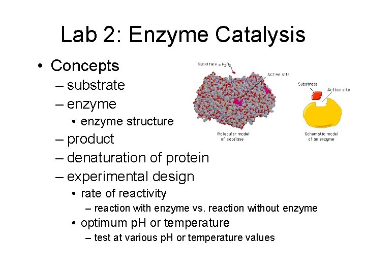 Lab 2: Enzyme Catalysis • Concepts – substrate – enzyme • enzyme structure –