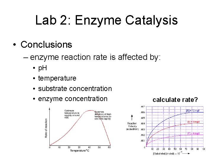 Lab 2: Enzyme Catalysis • Conclusions – enzyme reaction rate is affected by: •