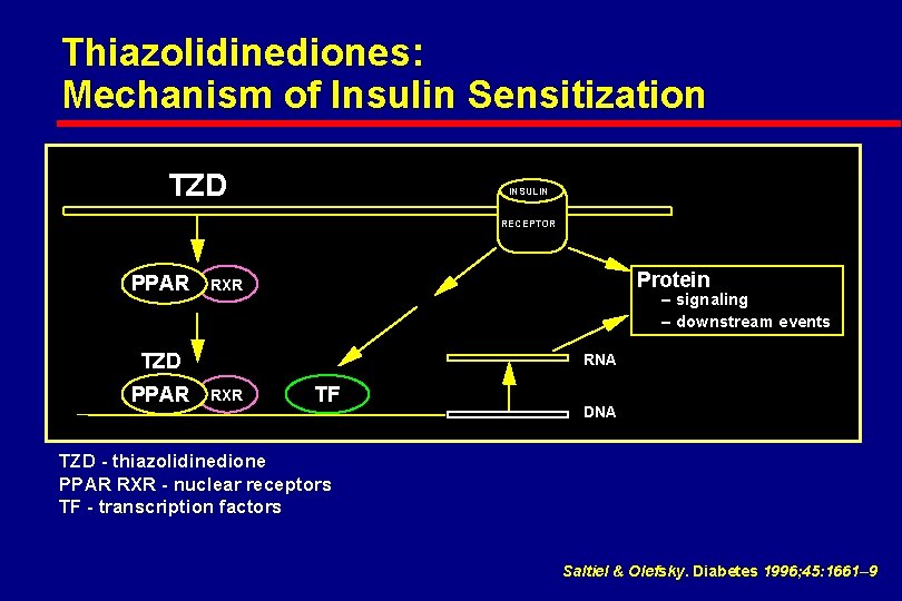 Thiazolidinediones: Mechanism of Insulin Sensitization TZD INSULIN RECEPTOR PPAR Protein RXR – signaling –