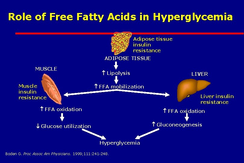 Role of Free Fatty Acids in Hyperglycemia Adipose tissue insulin resistance ADIPOSE TISSUE MUSCLE