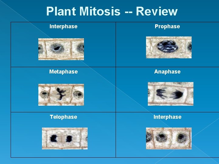 Plant Mitosis -- Review Interphase Prophase Metaphase Anaphase Telophase Interphase 