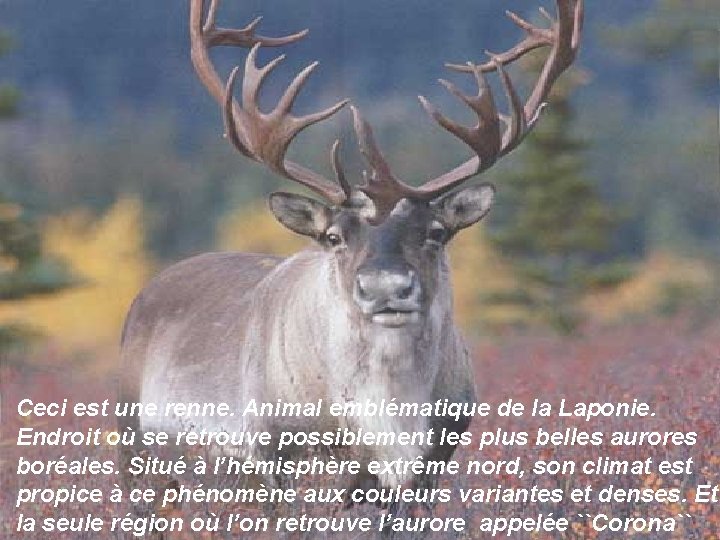 Ceci est une renne. Animal emblématique de la Laponie. Endroit où se retrouve possiblement