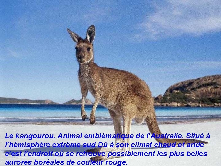 Le kangourou. Animal emblématique de l’Australie. Situé à l’hémisphère extrême sud Dû à son