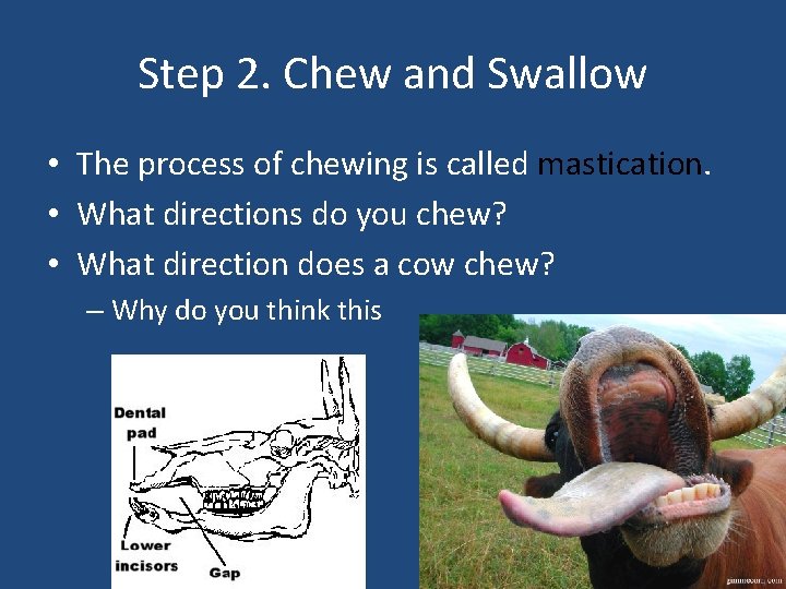 Step 2. Chew and Swallow • The process of chewing is called mastication. •