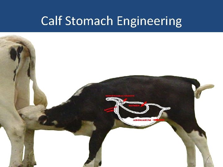 Calf Stomach Engineering 