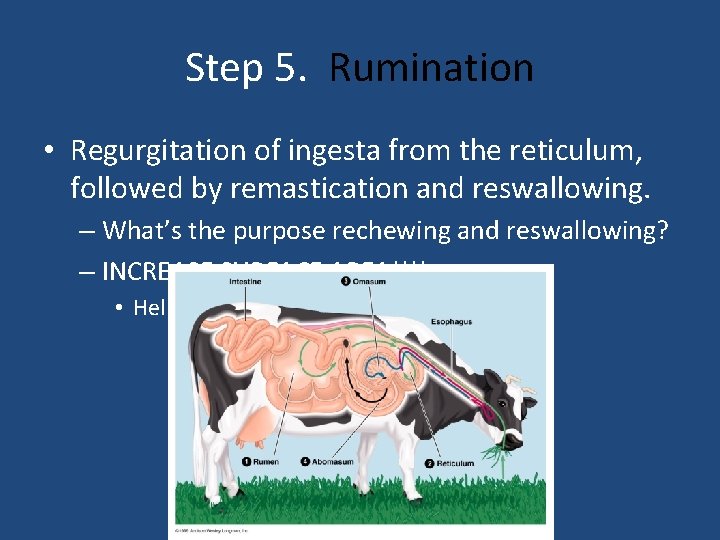 Step 5. Rumination • Regurgitation of ingesta from the reticulum, followed by remastication and