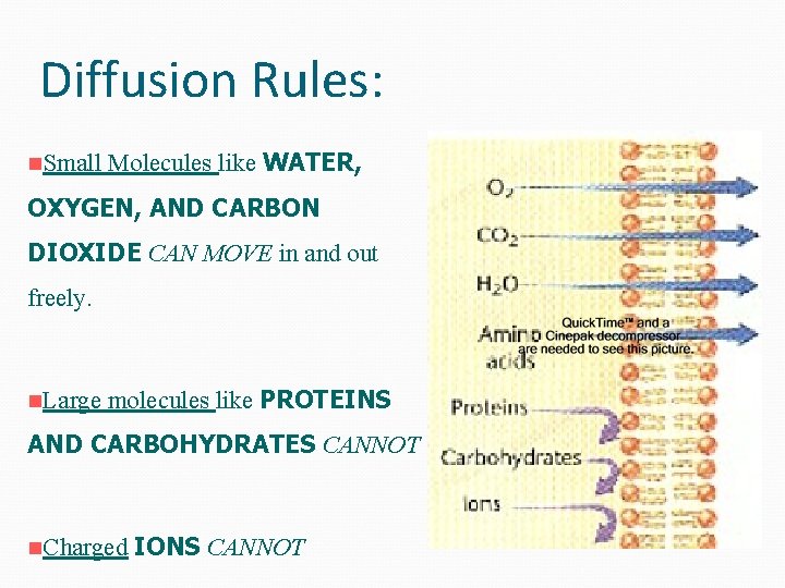 Diffusion Rules: n. Small Molecules like WATER, OXYGEN, AND CARBON DIOXIDE CAN MOVE in