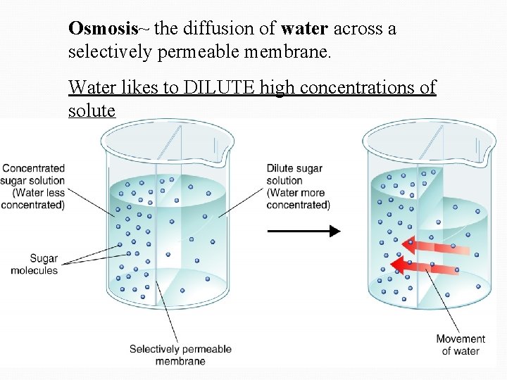 Osmosis~ the diffusion of water across a selectively permeable membrane. Water likes to DILUTE