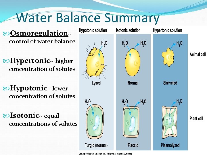 Water Balance Summary Osmoregulation~ control of water balance Hypertonic~ higher concentration of solutes Hypotonic~