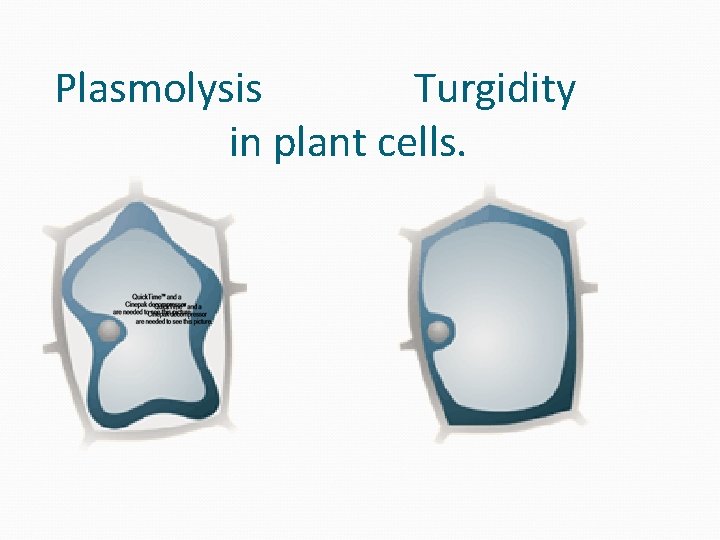 Plasmolysis Turgidity in plant cells. 