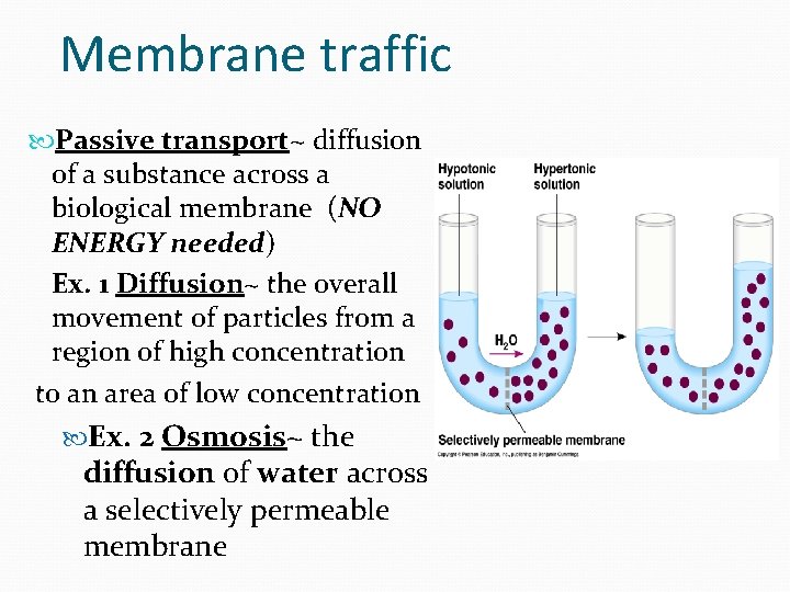 Membrane traffic Passive transport~ diffusion of a substance across a biological membrane (NO ENERGY