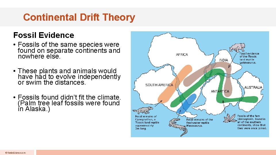 Continental Drift Theory Fossil Evidence • Fossils of the same species were found on