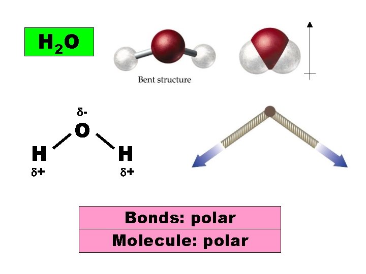 H 2 O - H + O H + Bonds: polar Molecule: polar 