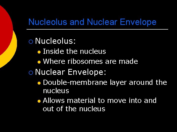 Nucleolus and Nuclear Envelope ¡ Nucleolus: Inside the nucleus l Where ribosomes are made