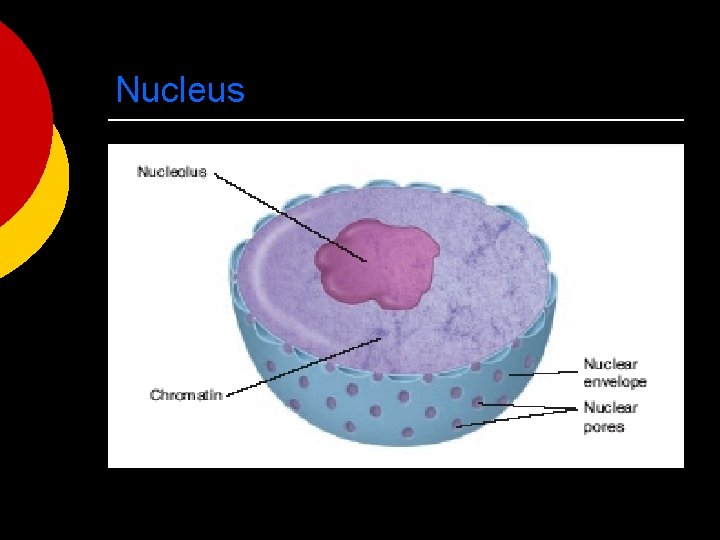 Nucleus 