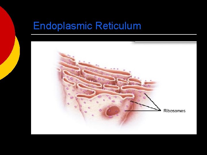 Endoplasmic Reticulum 