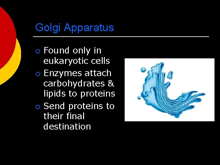 Golgi Apparatus ¡ ¡ ¡ Found only in eukaryotic cells Enzymes attach carbohydrates &