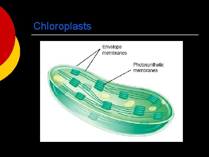 Chloroplasts 