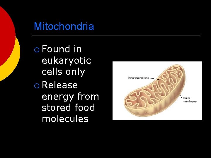 Mitochondria ¡ Found in eukaryotic cells only ¡ Release energy from stored food molecules