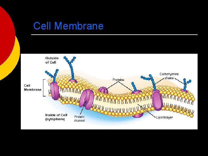 Cell Membrane 
