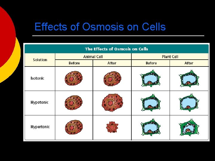 Effects of Osmosis on Cells 
