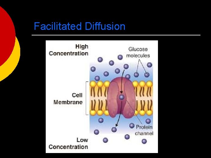 Facilitated Diffusion 