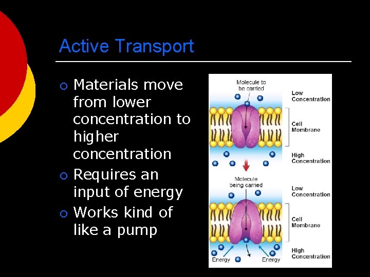 Active Transport ¡ ¡ ¡ Materials move from lower concentration to higher concentration Requires