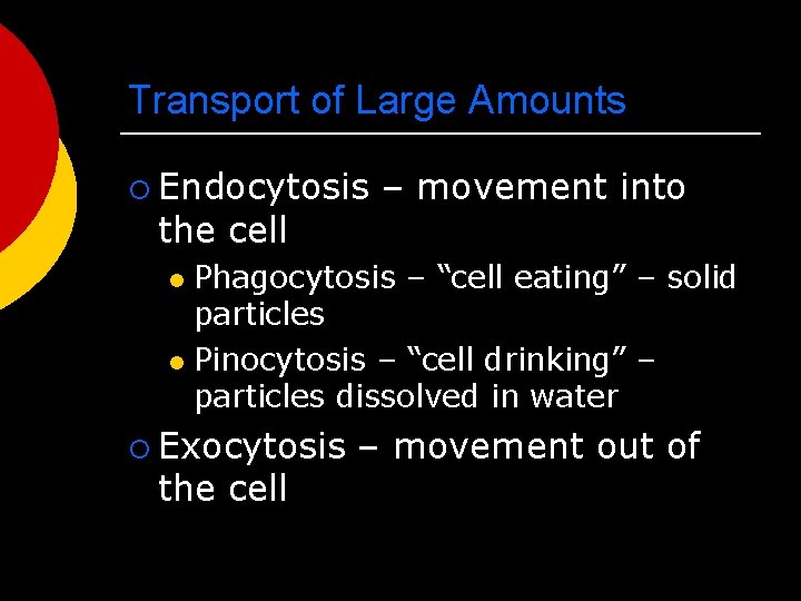 Transport of Large Amounts ¡ Endocytosis the cell – movement into Phagocytosis – “cell