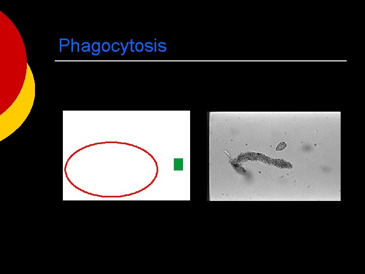 Phagocytosis 