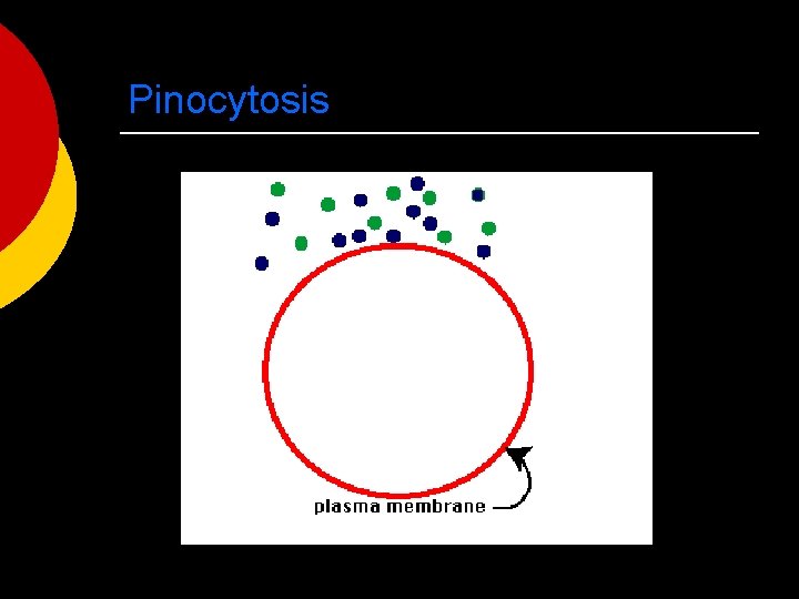 Pinocytosis 