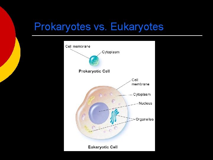 Prokaryotes vs. Eukaryotes 