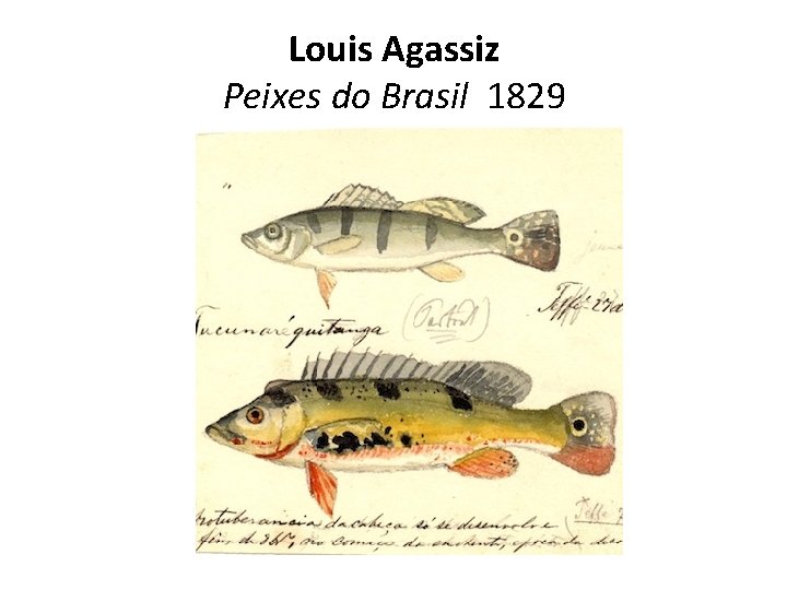 Louis Agassiz Peixes do Brasil 1829 