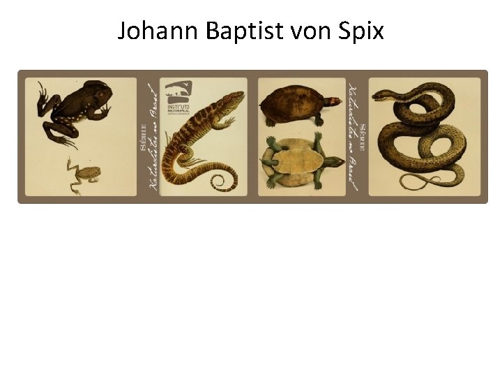 Johann Baptist von Spix 