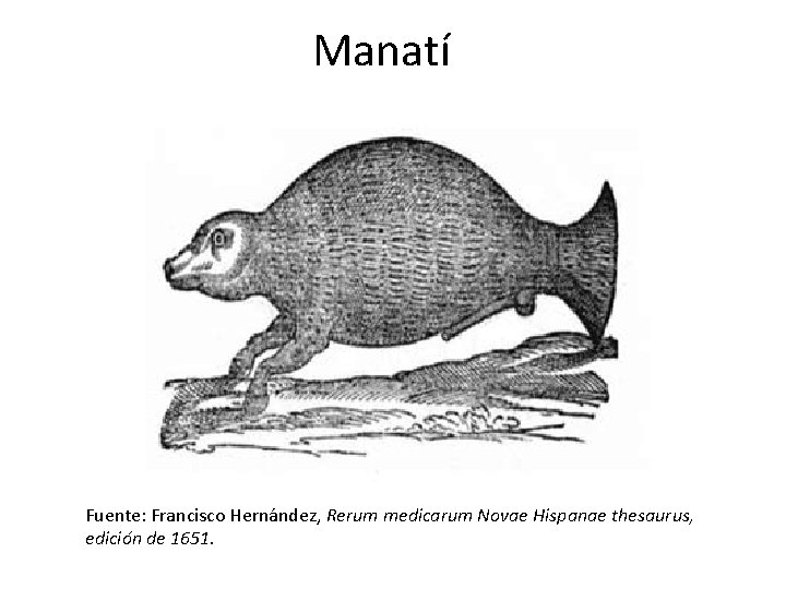 Manatí Fuente: Francisco Hernández, Rerum medicarum Novae Hispanae thesaurus, edición de 1651. 