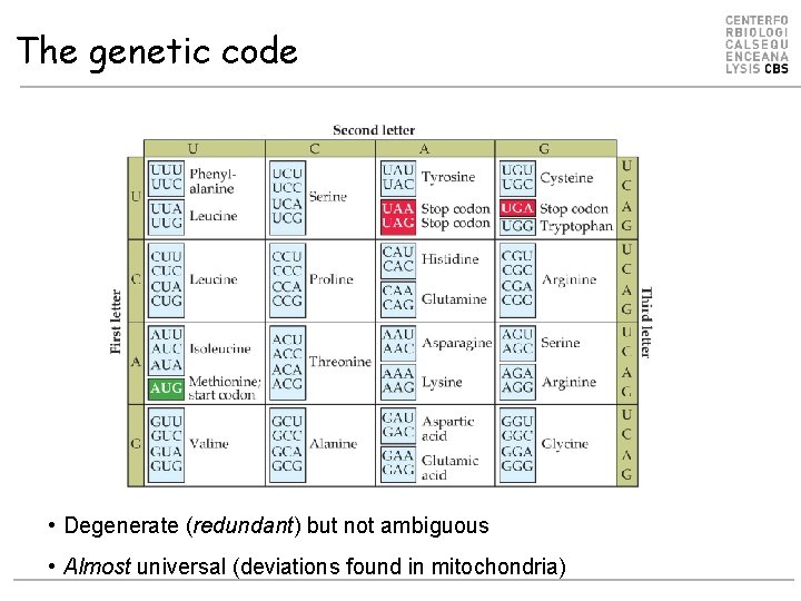 The genetic code • Degenerate (redundant) but not ambiguous • Almost universal (deviations found
