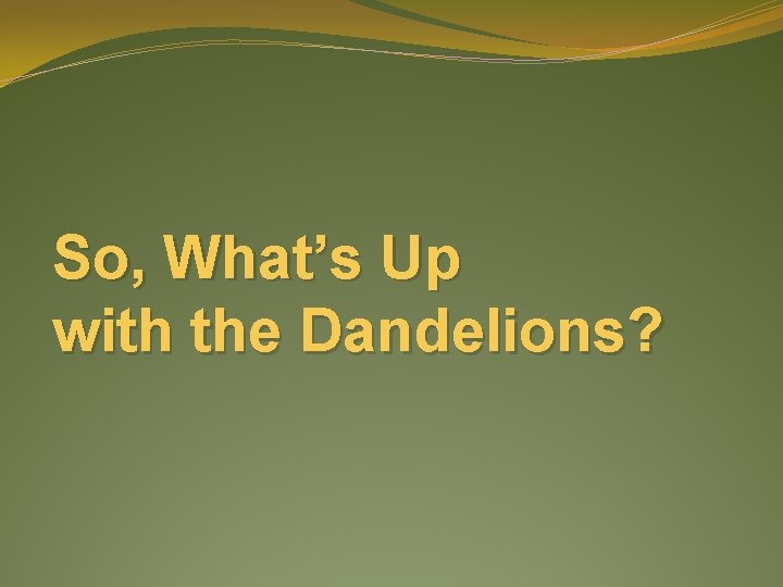 So, What’s Up with the Dandelions? 