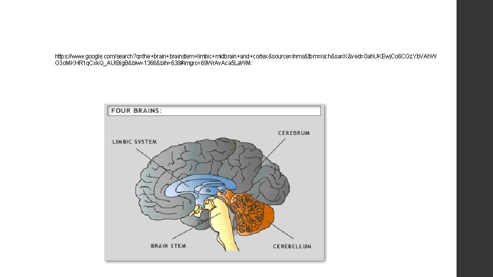 https: //www. google. com/search? q=the+brainstem+limbic+midbrain+and+cortex&source=lnms&tbm=isch&sa=X&ved=0 ah. UKEwj. Co 6 CGz. Yb. VAh. W O