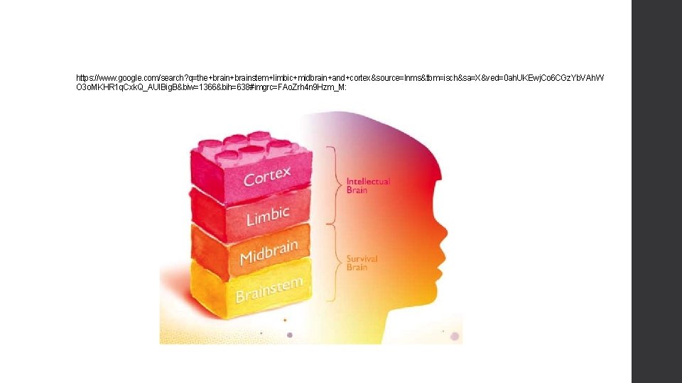 https: //www. google. com/search? q=the+brainstem+limbic+midbrain+and+cortex&source=lnms&tbm=isch&sa=X&ved=0 ah. UKEwj. Co 6 CGz. Yb. VAh. W O