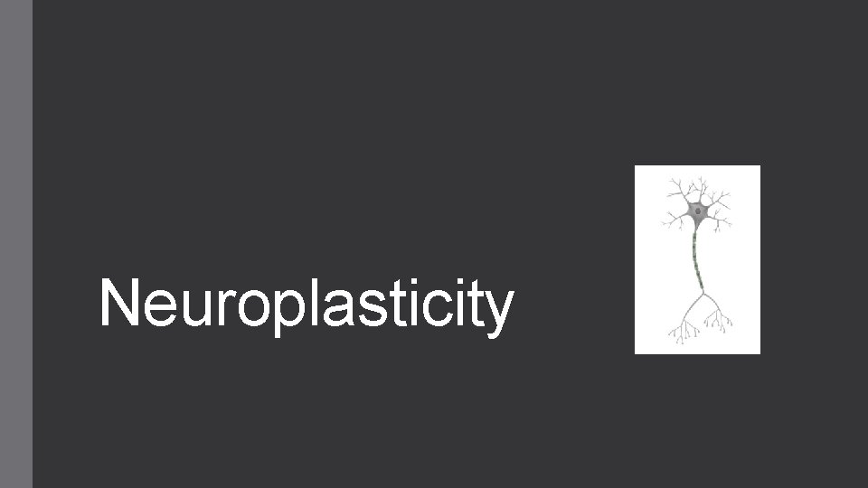 Neuroplasticity 