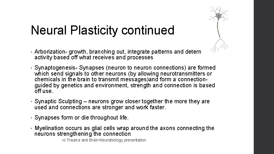 Neural Plasticity continued • Arborization- growth, branching out, integrate patterns and determine it’s activity