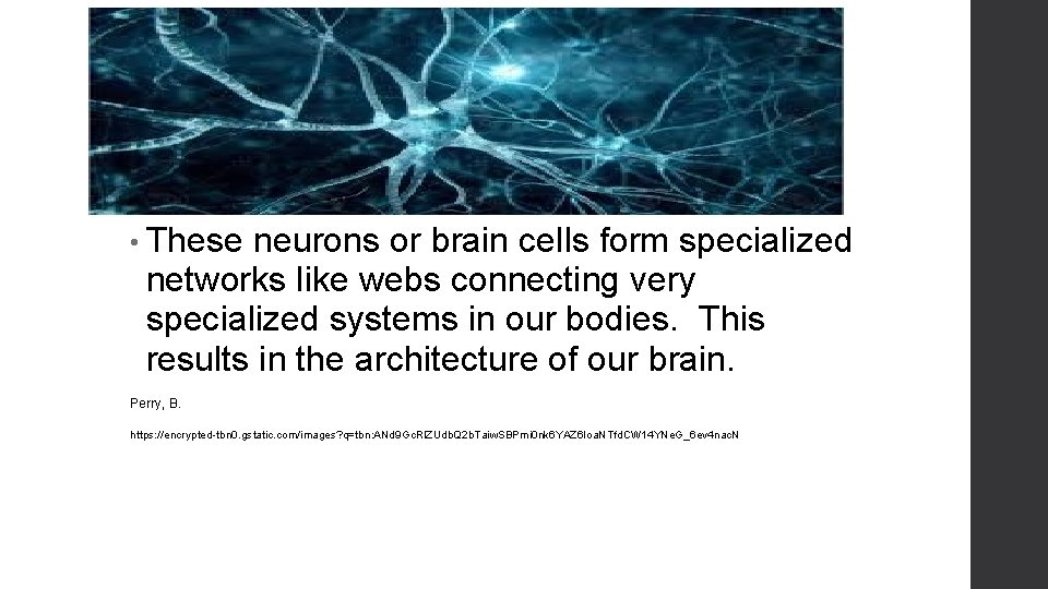  • These neurons or brain cells form specialized networks like webs connecting very