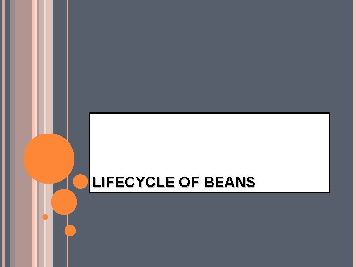 LIFECYCLE OF BEANS 